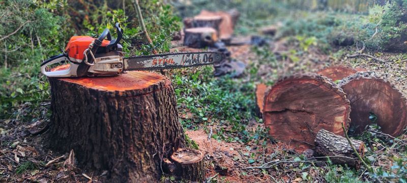 O ile można skrócić drzewo bez pozwolenia