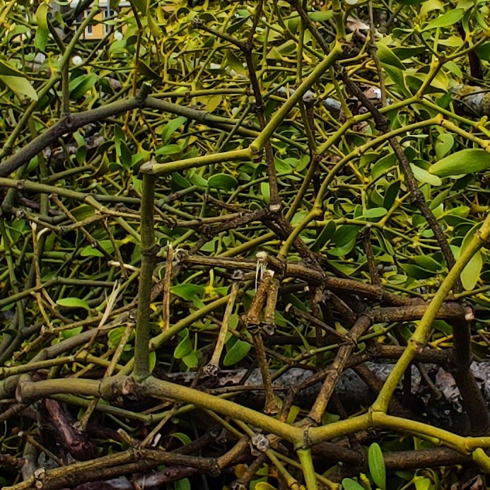 usuwanie jemioły z drzew