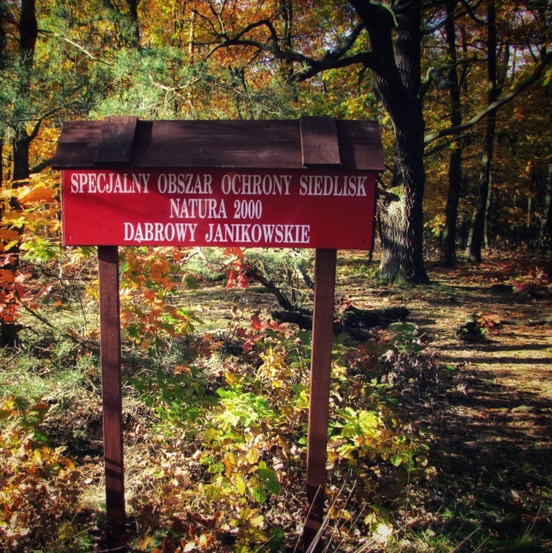 natura 2000 a wycinka drzew