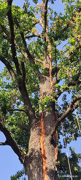 Wycinka drew Warszawa - uderzenie piorunem