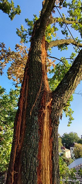 Wycinka drew Warszawa - uderzenie piorunem