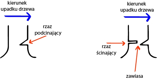 Kara za wycinkę drzew