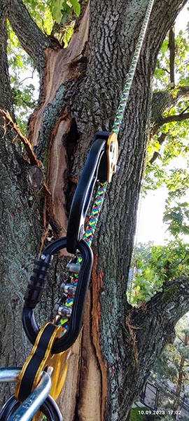 Wycinka drew Warszawa - uderzenie piorunem