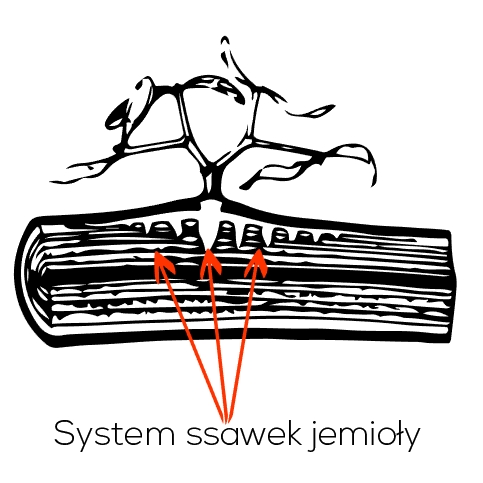 system ssawek jemioły