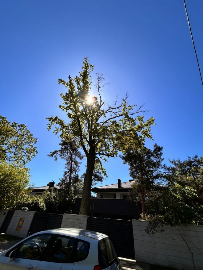 Wycinka drew Warszawa - uderzenie piorunem