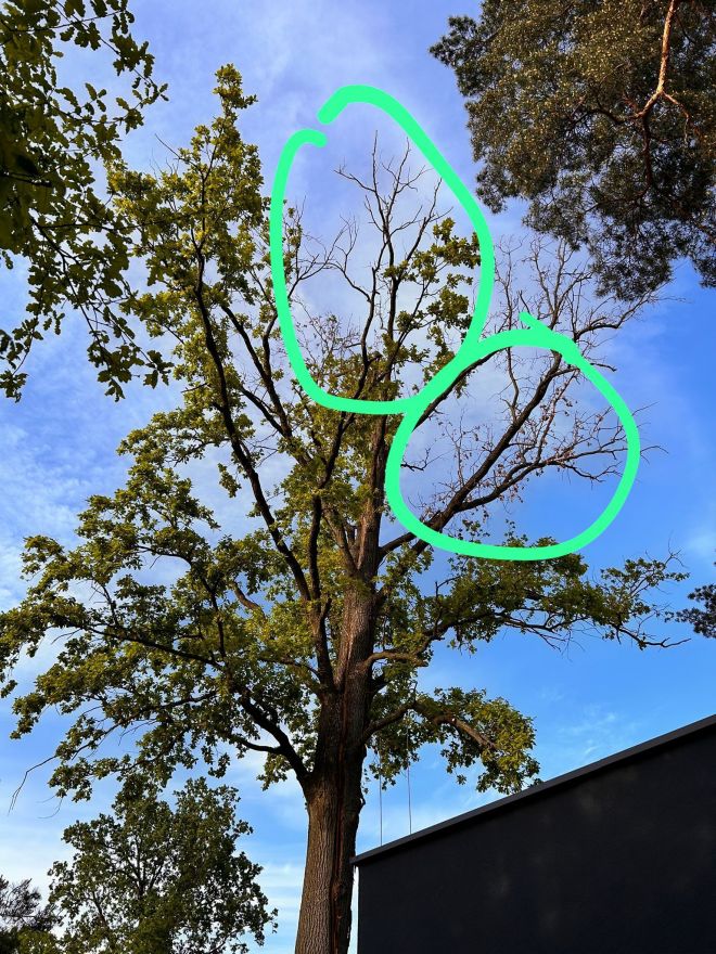 Wycinka drew Warszawa - uderzenie piorunem