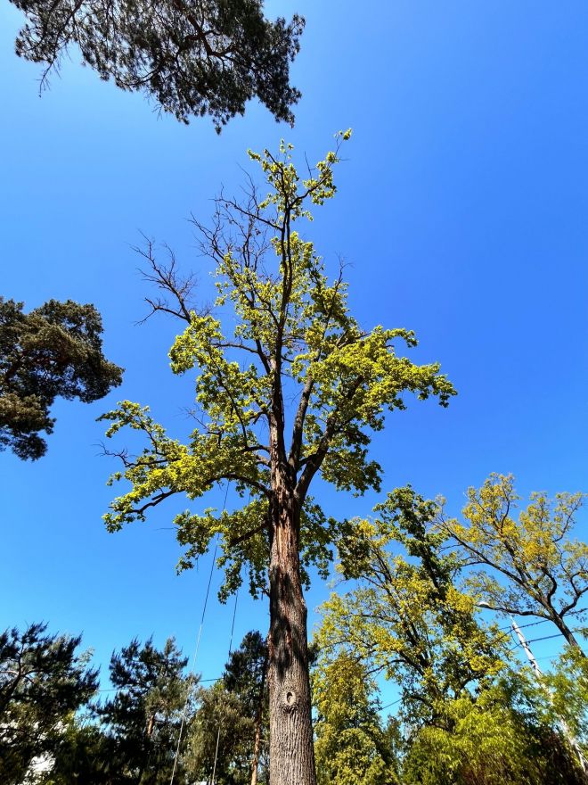 Wycinka drew Warszawa - uderzenie piorunem